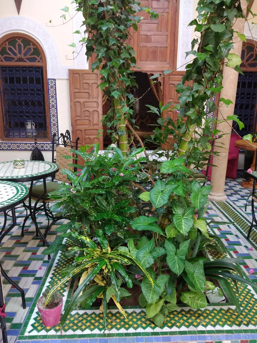 Les plantes du patio sur le sol en zellige